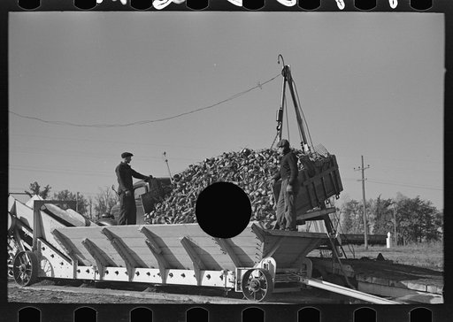 Untitled photo, possibly related to: Unloading sugar beets from truck, East Grand Forks, Minnesota