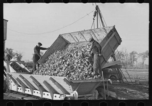 Unloading sugar beets from truck, East Grand Forks, Minnesota
