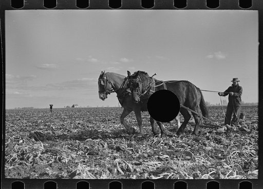 Untitled photo, possibly related to: Clearing space to pile topped sugar beets; this makes scooping them up easier, East Grand Forks, Minnesota