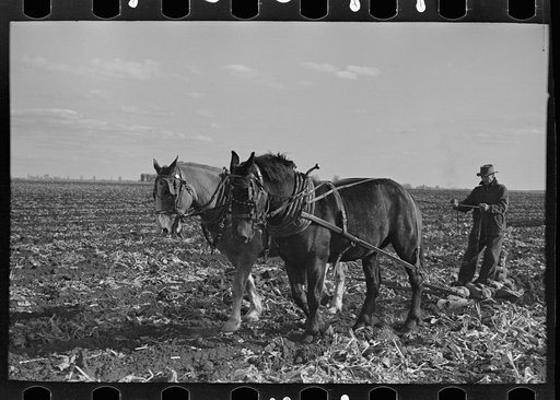 Clearing space to pile topped sugar beets; this makes scooping them up easier, East Grand Forks, Minnesota