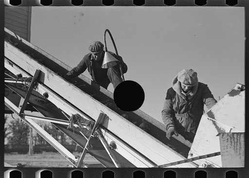 Untitled photo, possibly related to: Workers removing refuse from sugar beets, East Grand Forks, Minnesota