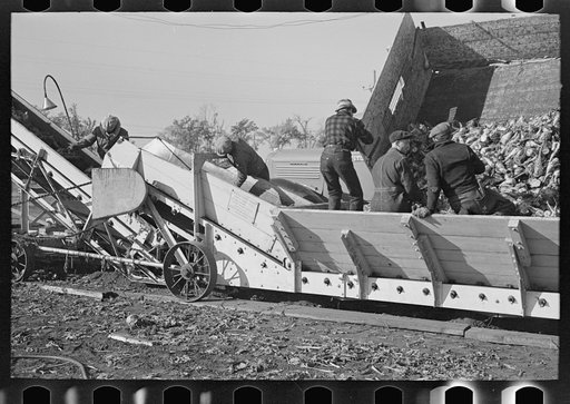 Unloading sugar beets, East Grand Forks, Minnesota