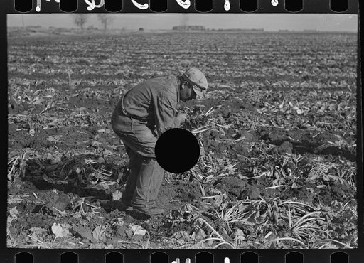 Untitled photo, possibly related to: Topping sugar beets near East Grand Forks, Minnesota