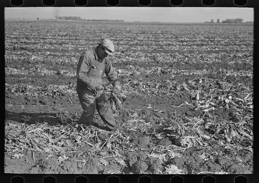 Untitled photo, possibly related to: Topping sugar beets near East Grand Forks, Minnesota