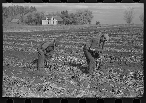 Topping sugar beets near East Grand Forks, Minnesota