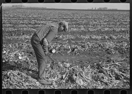 Untitled photo, possibly related to: Topping sugar beets near East Grand Forks, Minnesota