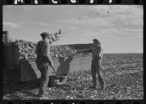 Loading topped beets onto truck, East Grand Forks, Minnesota