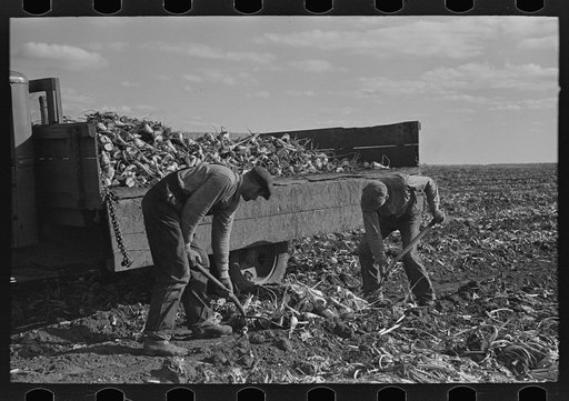 Loading topped beets onto truck near East Grand Forks, Minnesota