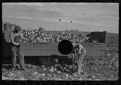 Untitled photo, possibly related to: Loading topped beets onto truck near East Grand Forks, Minnesota