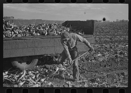 Untitled photo, possibly related to: Loading topped beets onto truck near East Grand Forks, Minnesota