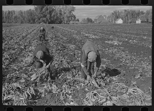 Untitled photo, possibly related to: Topping sugar beets near East Grand Forks, Minnesota
