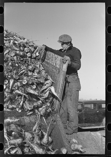 Man working unloading machine, near East Grand Forks, Minnesota