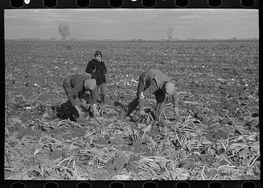 Untitled photo, possibly related to: Picking up and piling sugar beets before topping them near East Grand Forks, Minnesota