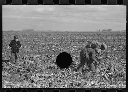 Untitled photo, possibly related to: Picking up and piling sugar beets before topping them near East Grand Forks, Minnesota