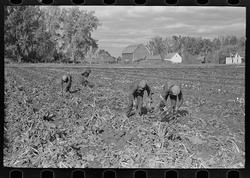 Picking up and piling beets before topping near East Grand Forks, Minnesota