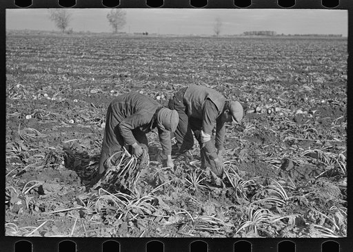 Picking up and piling sugar beets before topping them near East Grand Forks, Minnesota