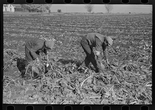 Picking up and piling beets before topping them near East Grand Forks, Minnesota
