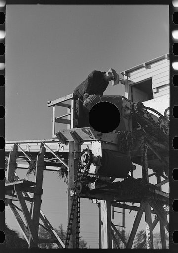 Untitled photo, possibly related to: Securing sample of beets being unloaded and piled near East Grand Forks, Minnesota