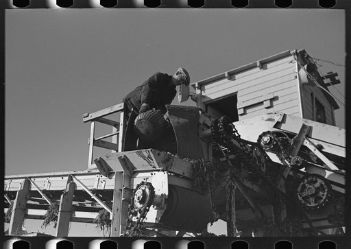 Securing sample of beets being unloaded and piled near East Grand Forks, Minnesota