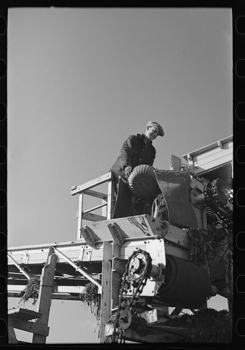 Untitled photo, possibly related to: Securing sample of beets being unloaded and piled near East Grand Forks, Minnesota