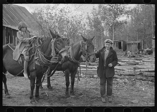 Untitled photo, possibly related to: Taking the team to the barn, near Northome, Minnesota