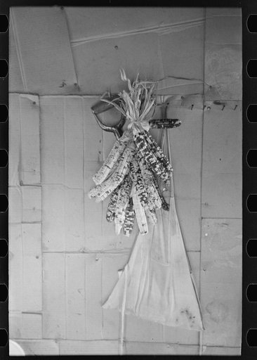 Indian rainbow corn in farmhouse near Northome, Minnesota