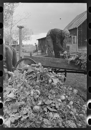 Untitled photo, possibly related to: Worker at beet unloading machine, East Grand Forks, Minnesota