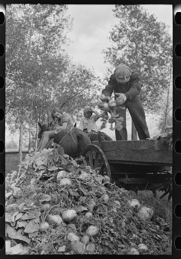 Untitled photo, possibly related to: Worker at beet unloading machine, East Grand Forks, Minnesota