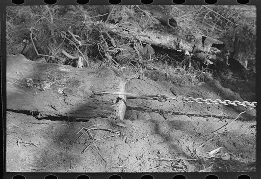 Method of dragging timber at camp near Effie, Minnesota