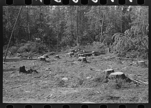 Forest which has been freshly cut at camp near Effie, Minnesota