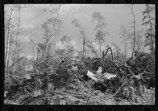Slashings left after logging operations at camp near Effie, Minnesota