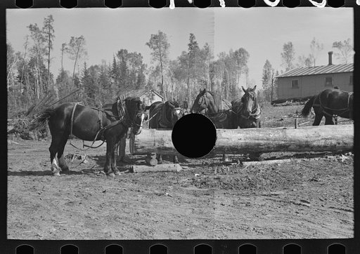 Untitled photo, possibly related to: Loading pulpwood at camp near Effie, Minnesota