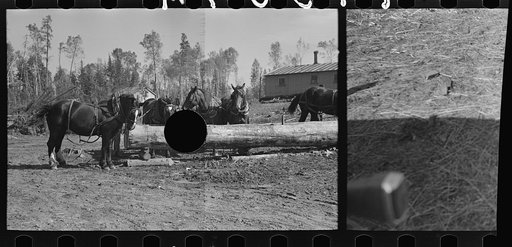 Untitled photo, possibly related to: Loading pulpwood at camp near Effie, Minnesota