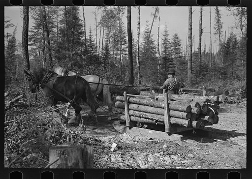 Transporting timber at camp near Effie, Minnesota