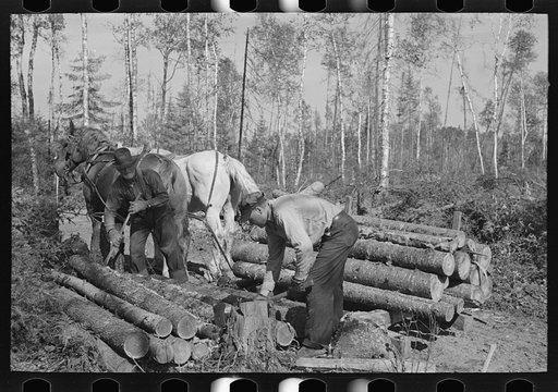Untitled photo, possibly related to: Piling timber at camp near Effie, Minnesota