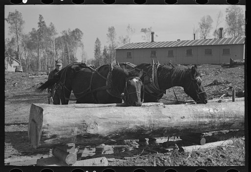 Watering the horses at camp near Effie, Minnesota