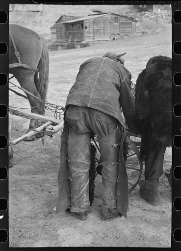 Farmer in cowboy chaps, Sheridan County, Montana