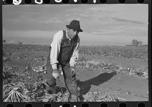 Mexican sugar beet worker, near Fisher, Minnesota