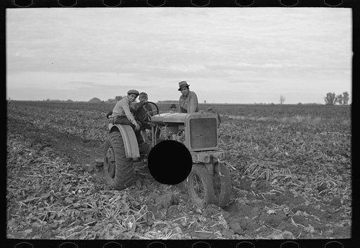 Untitled photo, possibly related to: Topping sugar beets, near Fisher, Minnesota