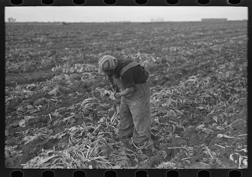 Untitled photo, possibly related to: Topping sugar beets, near Fisher, Minnesota