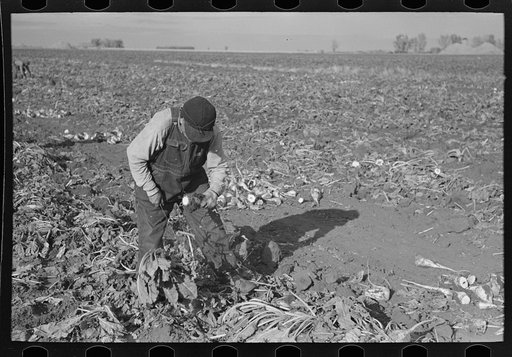 Topping sugar beets, near Fisher, Minnesota