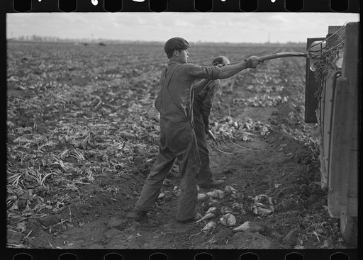Untitled photo, possibly related to: Topping sugar beets, near Fisher, Minnesota