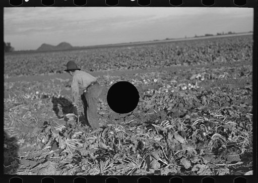 Untitled photo, possibly related to: Topping sugar beets, near Fisher, Minnesota