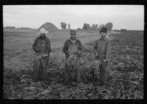 Untitled photo, possibly related to: Mexican beet workers, near Fisher, Minnesota
