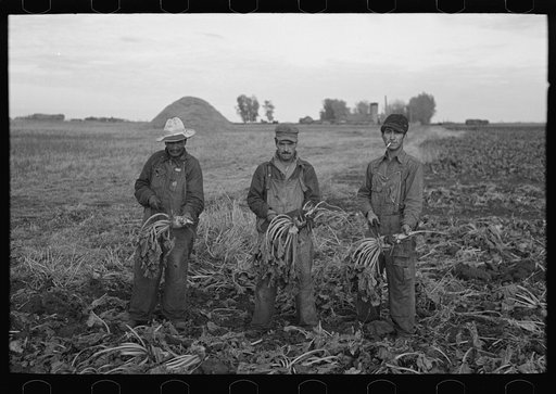 Mexican beet workers, near Fisher, Minnesota