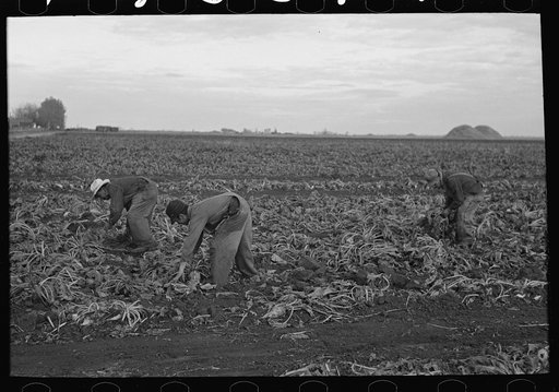 Untitled photo, possibly related to: Mexican beet workers, near Fisher, Minnesota