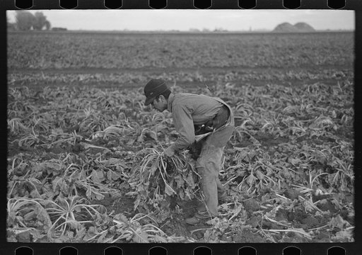 Young boy beet worker, near Fisher, Minnesota