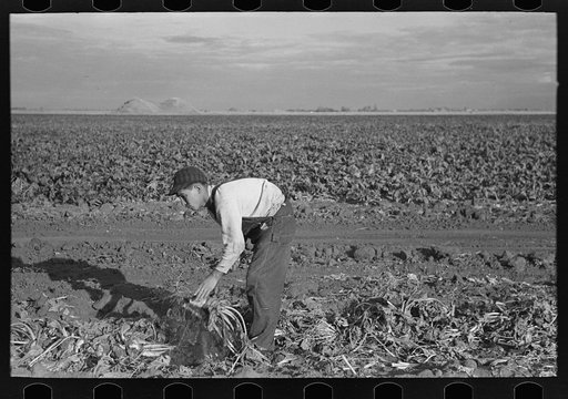 Untitled photo, possibly related to: Young boy beet worker, near Fisher, Minnesota