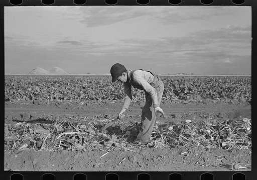 Young boy beet worker, near Fisher, Minnesota
