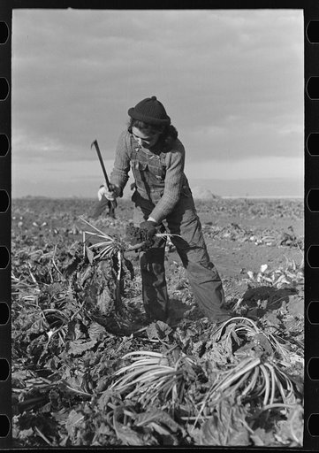 Young girl working in the beet fields, near Fisher, Minnesota
